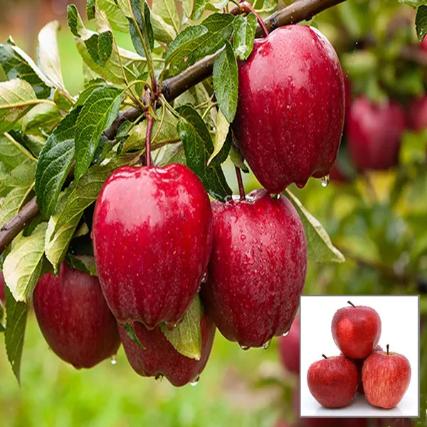 Michael_Low_Chill_Tropical_Apple_Seb_Grafted_Fruit_Plant