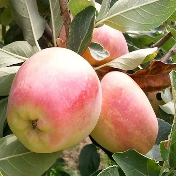 Red_Anna_Variety_Low_Chill_Tropical_Apple_Seb_Grafted_Fruit_Plant