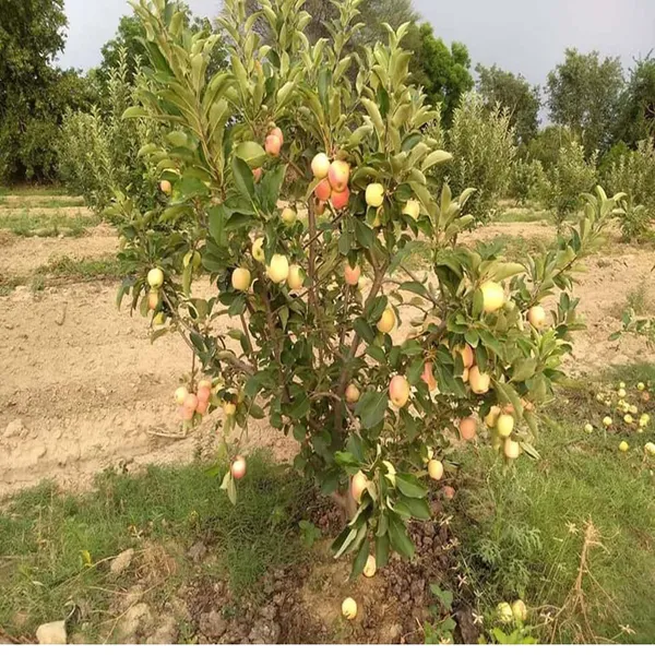 Red_Anna_Variety_Low_Chill_Tropical_Apple_Seb_Grafted_Fruit_Plant