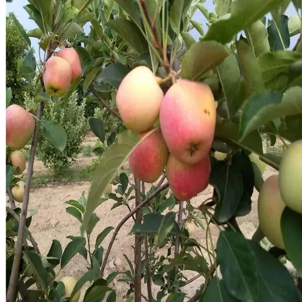 Red_Anna_Variety_Low_Chill_Tropical_Apple_Seb_Grafted_Fruit_Plant