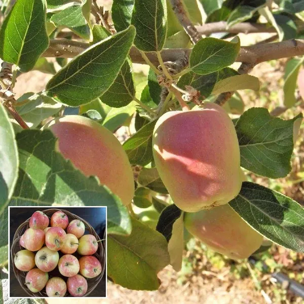 Red_Anna_Variety_Low_Chill_Tropical_Apple_Seb_Grafted_Fruit_Plant