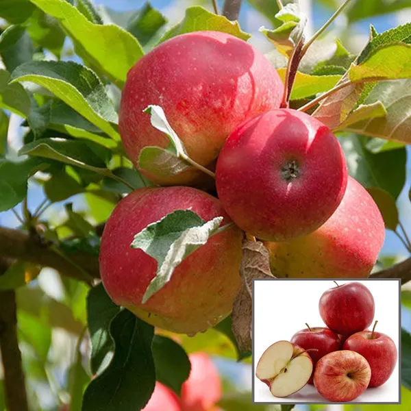 Red_Gala_Apple_Seb_Grafted_Fruit_Plant