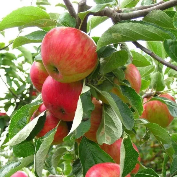Red_Gala_Apple_Seb_Grafted_Fruit_Plant