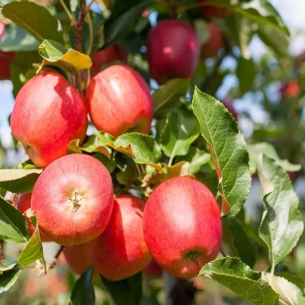 Red_Gala_Apple_Seb_Grafted_Fruit_Plant