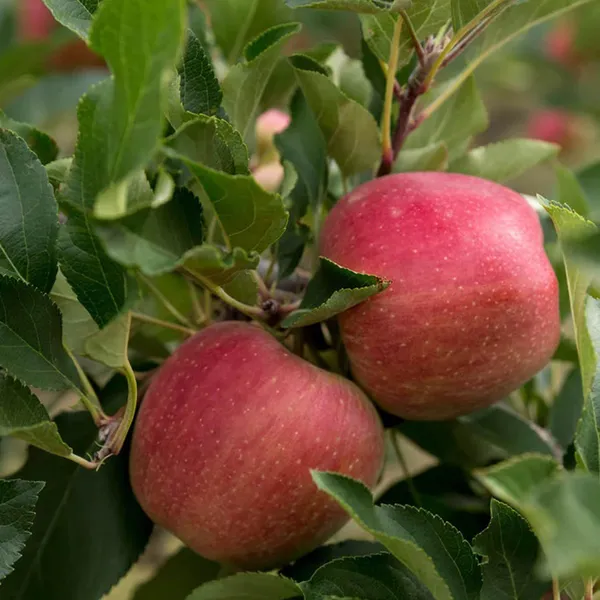 Red_Gala_Apple_Seb_Grafted_Fruit_Plant
