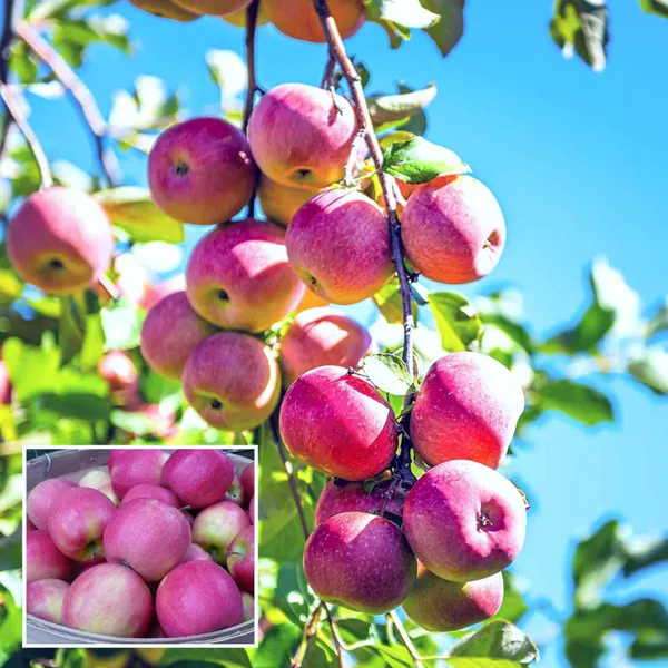 Pink_Lady_Apple_Seb_Grafted_Fruit_Plant