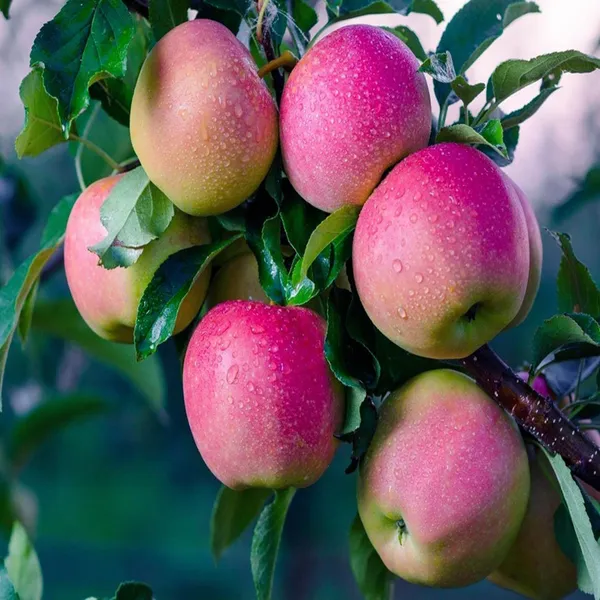 Pink_Lady_Apple_Seb_Grafted_Fruit_Plant