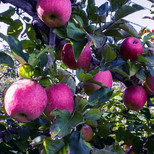 Pink_Lady_Apple_Seb_Grafted_Fruit_Plant