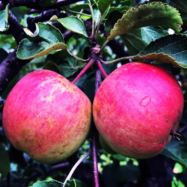 Pink_Lady_Apple_Seb_Grafted_Fruit_Plant