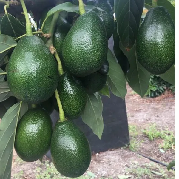 Seedling_Avocado_Butter_Fruit_Plant