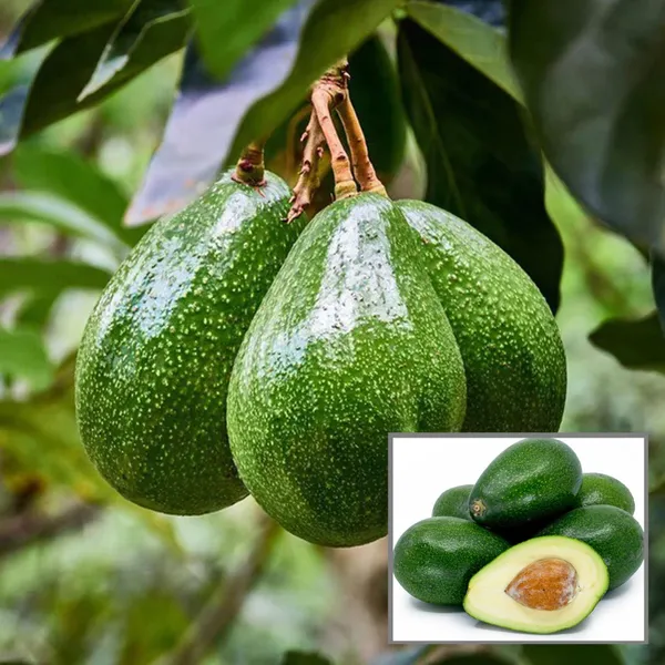 Seedling_Avocado_Butter_Fruit_Plant
