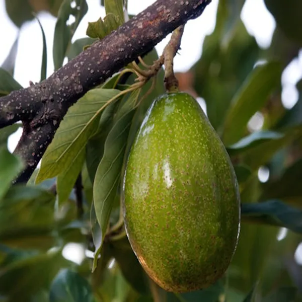 Seedling_Avocado_Butter_Fruit_Plant