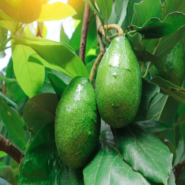 Seedling_Avocado_Butter_Fruit_Plant