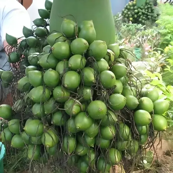 Vtlah_2_Vittal_Hybrid_2_Areca_Nut_Betel_Nut_Supari_Hybrid_Dwarf_Fruit_Plant