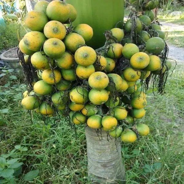Vtlah_2_Vittal_Hybrid_2_Areca_Nut_Betel_Nut_Supari_Hybrid_Dwarf_Fruit_Plant