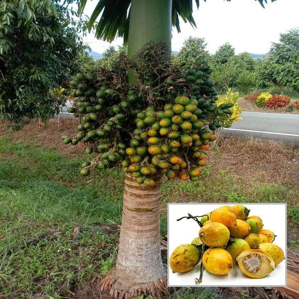 Vtlah_2_Vittal_Hybrid_2_Areca_Nut_Betel_Nut_Supari_Hybrid_Dwarf_Fruit_Plant