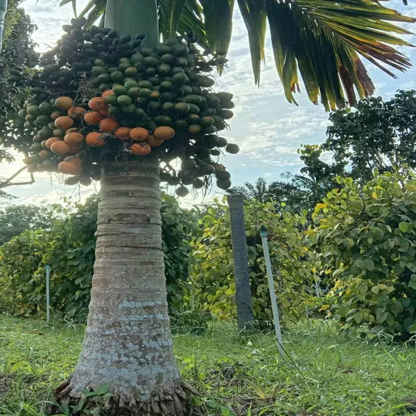 Vtlah_2_Vittal_Hybrid_2_Areca_Nut_Betel_Nut_Supari_Hybrid_Dwarf_Fruit_Plant