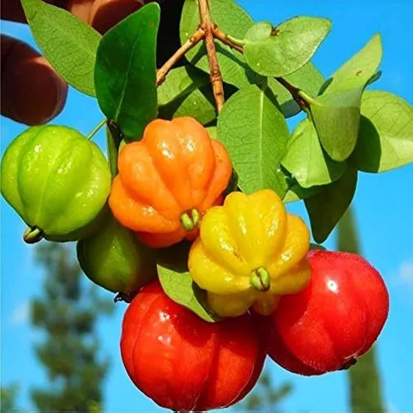 Surinam_Cherry_Cherries_Layering_Grafted_Fruit_Plant
