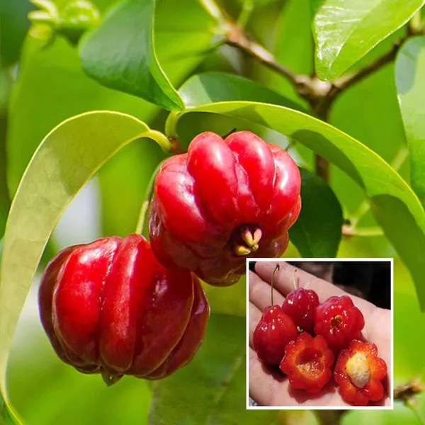 Surinam_Cherry_Cherries_Layering_Grafted_Fruit_Plant