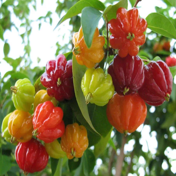 Surinam_Cherry_Cherries_Layering_Grafted_Fruit_Plant