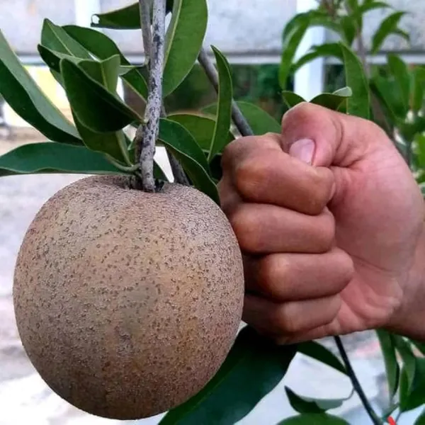 Jambo_Chikoo_Sapota_Grafted_Fruit_Plant