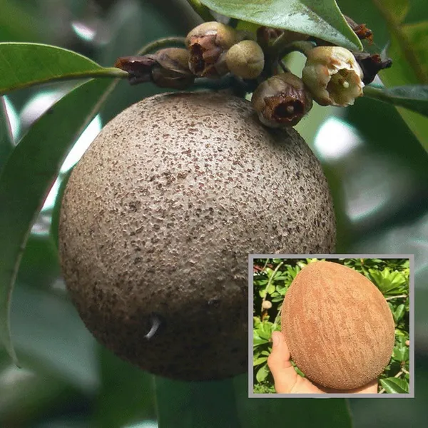Jambo_Chikoo_Sapota_Grafted_Fruit_Plant