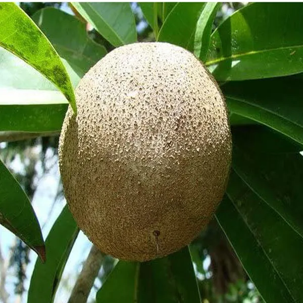 Jambo_Chikoo_Sapota_Grafted_Fruit_Plant