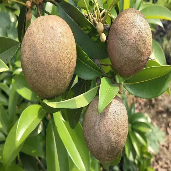 Jambo_Chikoo_Sapota_Grafted_Fruit_Plant