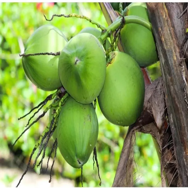 D_X_T_Green_Coconut_Nariyal_Hybrid_Dwarf_Fruit_Plant_2_4