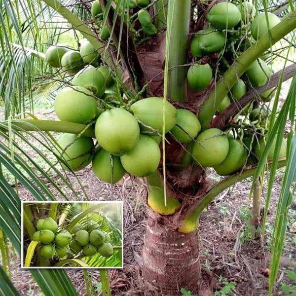 D_X_T_Green_Coconut_Nariyal_Hybrid_Dwarf_Fruit_Plant_2_4
