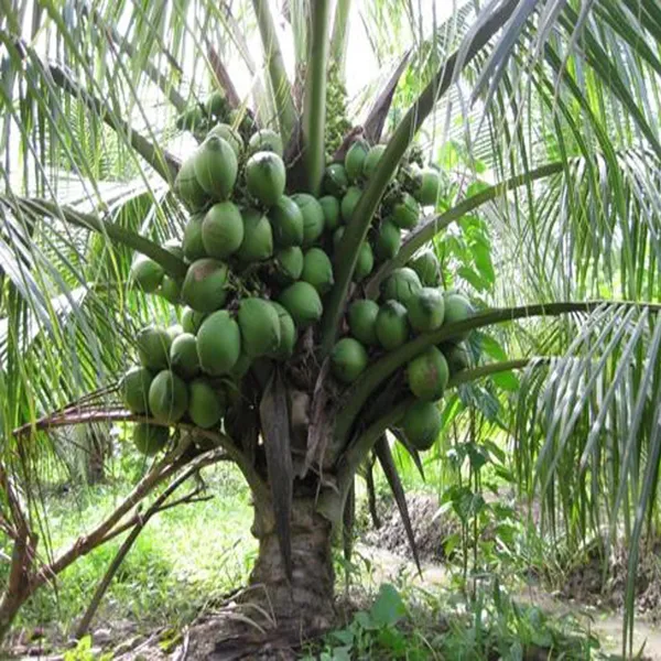 D_X_T_Green_Coconut_Nariyal_Hybrid_Dwarf_Fruit_Plant_2_4