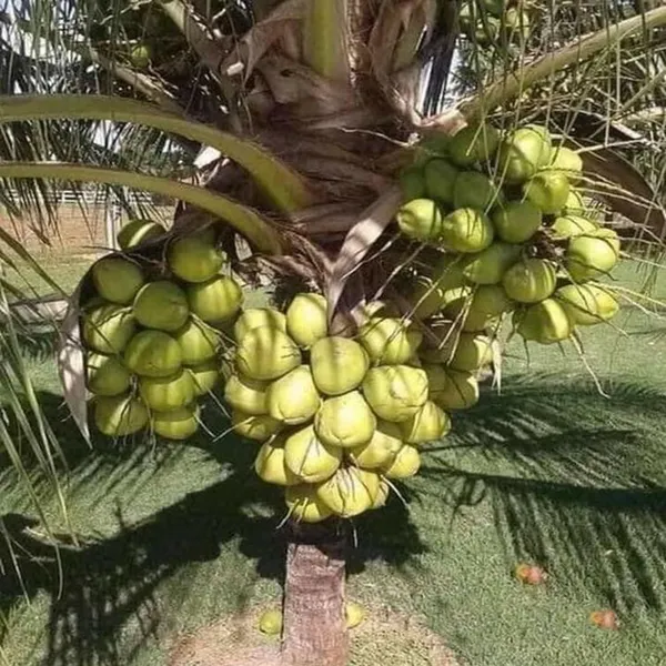D_X_T_Green_Coconut_Nariyal_Hybrid_Dwarf_Fruit_Plant_2_4
