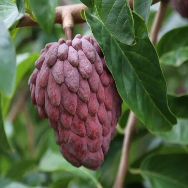Red_Custard_Apple_Sugar_Apple_Sitafal_Ata_Grafted_Fruit_Plant