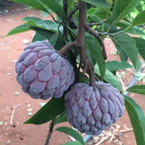 Red_Custard_Apple_Sugar_Apple_Sitafal_Ata_Grafted_Fruit_Plant