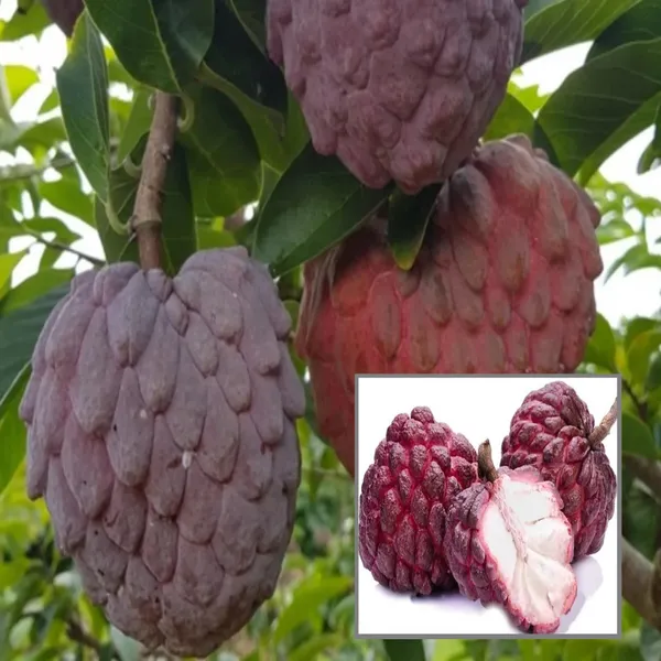 Red_Custard_Apple_Sugar_Apple_Sitafal_Ata_Grafted_Fruit_Plant