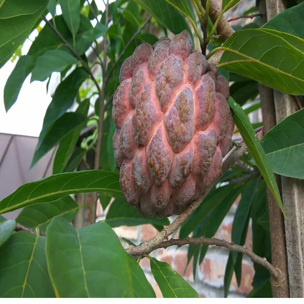 Red_Custard_Apple_Sugar_Apple_Sitafal_Ata_Grafted_Fruit_Plant