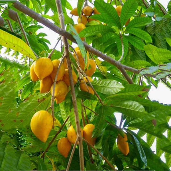 Egg_Fruit_Plant_Pouteria_Campechiana