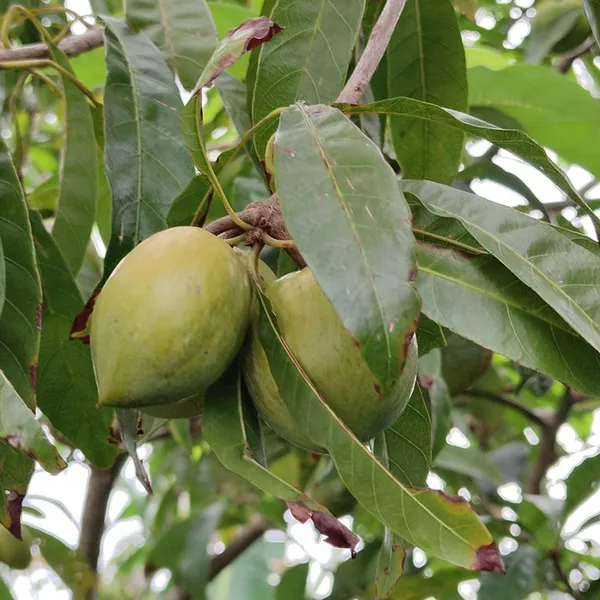 Egg_Fruit_Plant_Pouteria_Campechiana