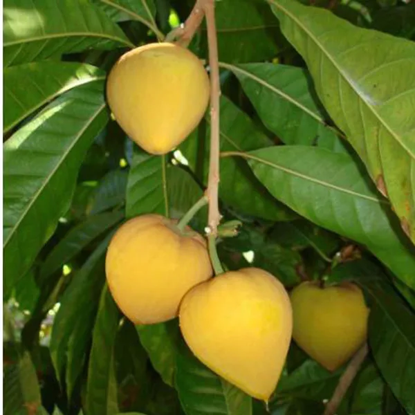Egg_Fruit_Plant_Pouteria_Campechiana