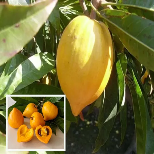 Egg_Fruit_Plant_Pouteria_Campechiana