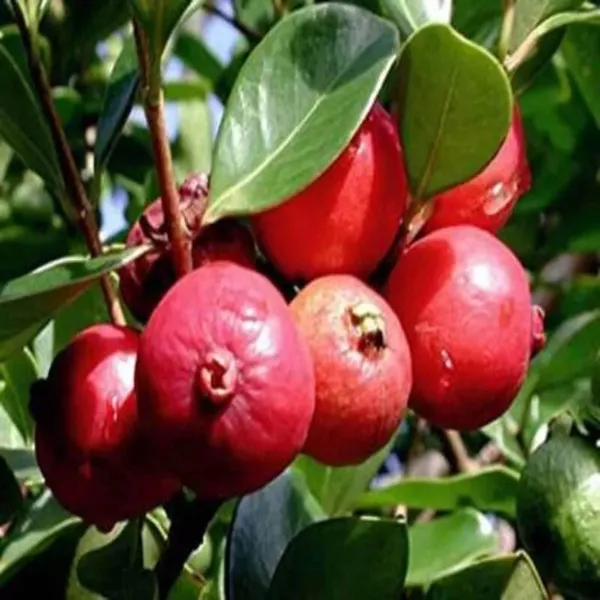 Red_Strawberry_Guava_Amrood_Layering_Grafted_Fruit_Plant