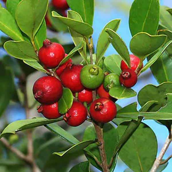 Red_Strawberry_Guava_Amrood_Layering_Grafted_Fruit_Plant