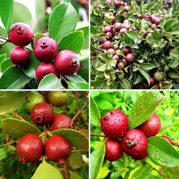 Red_Strawberry_Guava_Amrood_Layering_Grafted_Fruit_Plant