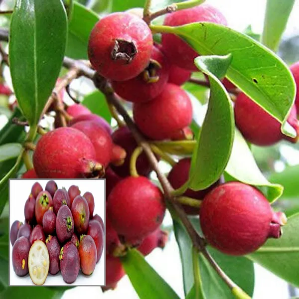 Red_Strawberry_Guava_Amrood_Layering_Grafted_Fruit_Plant