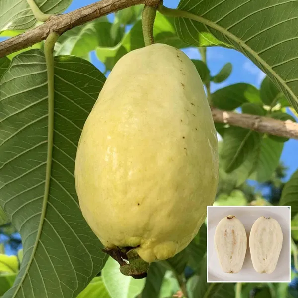 Mexican_Cream_Guava_Amrood_Layering_Grafted_Fruit_Plant