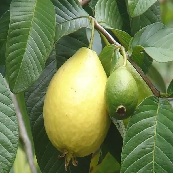 Mexican_Cream_Guava_Amrood_Layering_Grafted_Fruit_Plant