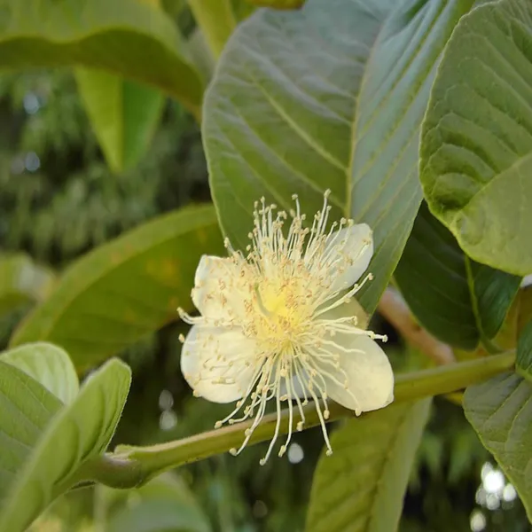 Mexican_Cream_Guava_Amrood_Layering_Grafted_Fruit_Plant