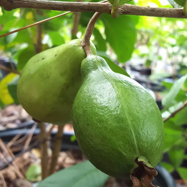 Mexican_Cream_Guava_Amrood_Layering_Grafted_Fruit_Plant