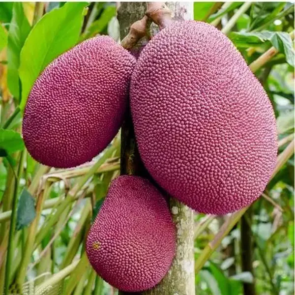 Thai_Pink_All_Season_Jackfruit_Panasa_Varikka_Katahal_Chakka_Grafted_Fruit_Plant
