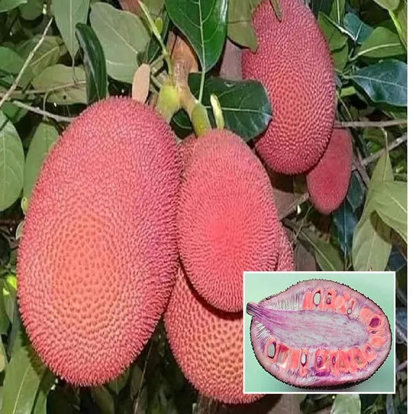 Thai_Pink_All_Season_Jackfruit_Panasa_Varikka_Katahal_Chakka_Grafted_Fruit_Plant